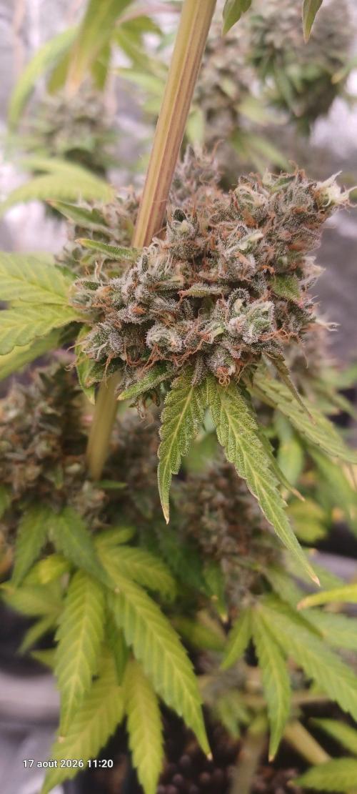 Forbidden Fruit  rQs. Week 15