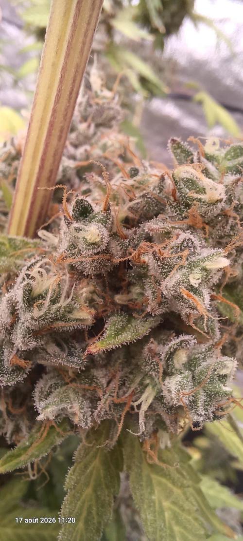 Forbidden Fruit  rQs. Week 15