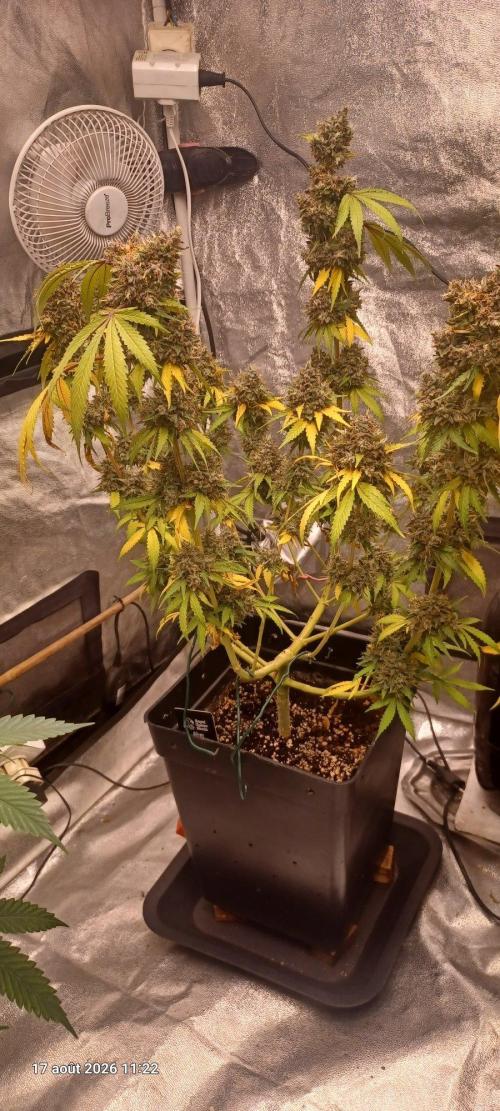 Forbidden Fruit  rQs. Week 15