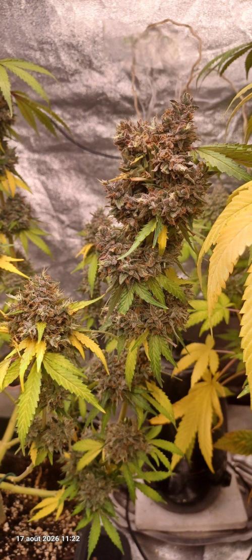 Forbidden Fruit  rQs. Week 15