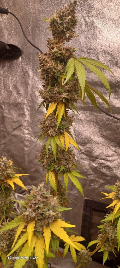 Forbidden Fruit  rQs. Week 15
