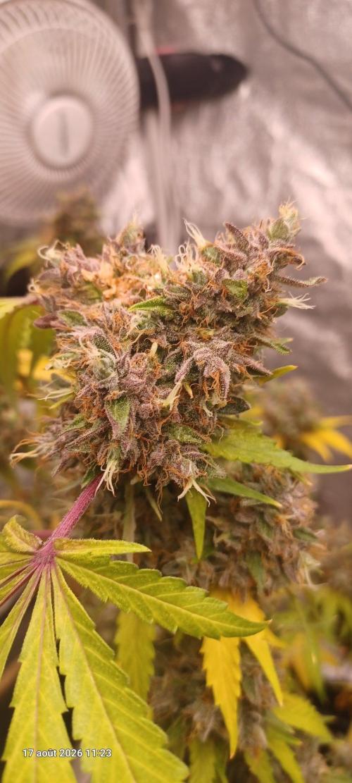Forbidden Fruit  rQs. Week 15