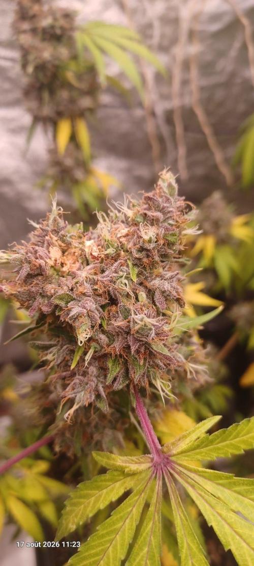 Forbidden Fruit  rQs. Week 15