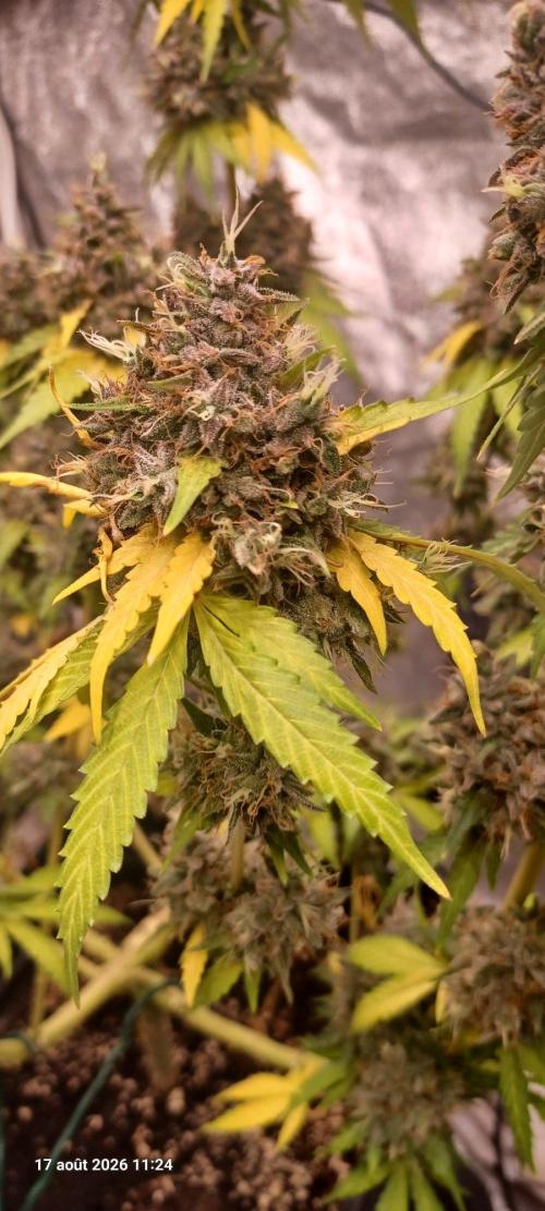 Forbidden Fruit  rQs. Week 15
