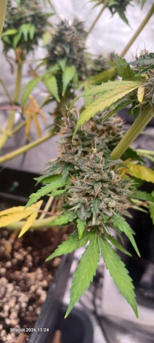 Forbidden Fruit  rQs. Week 15
