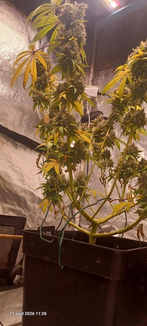 Forbidden Fruit  rQs. Week 15