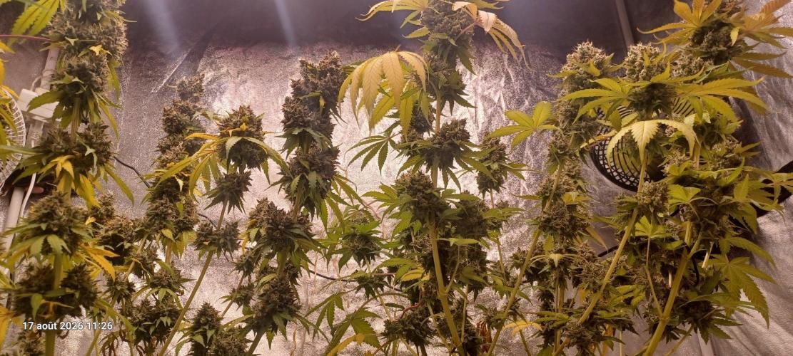 Forbidden Fruit  rQs. Week 15