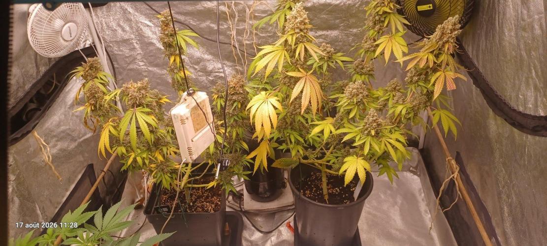 Forbidden Fruit. Week 15