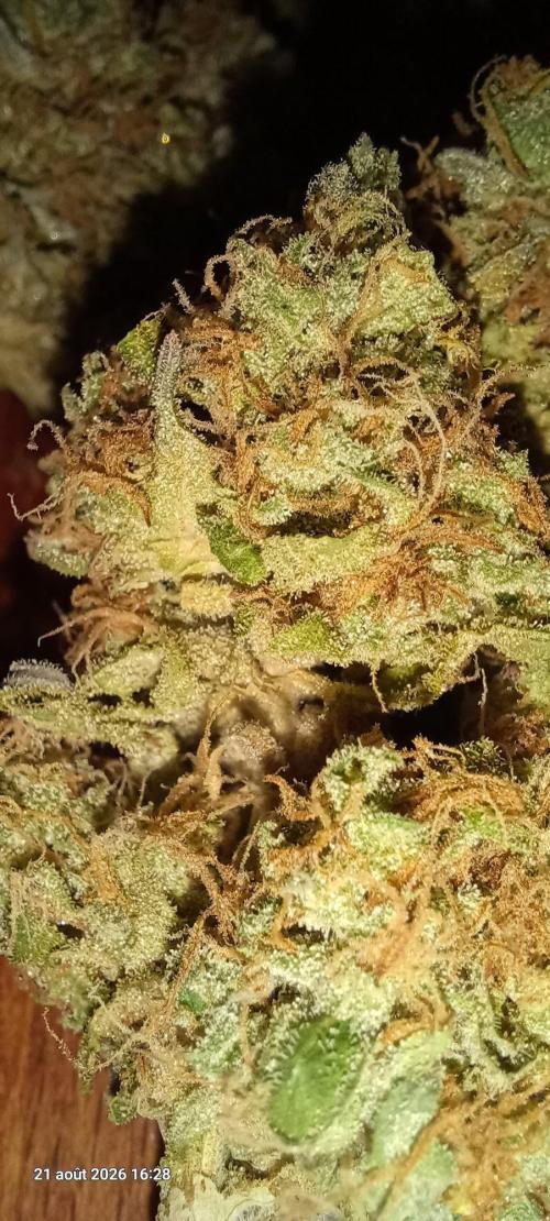 Wedding cake rQs. Week 18