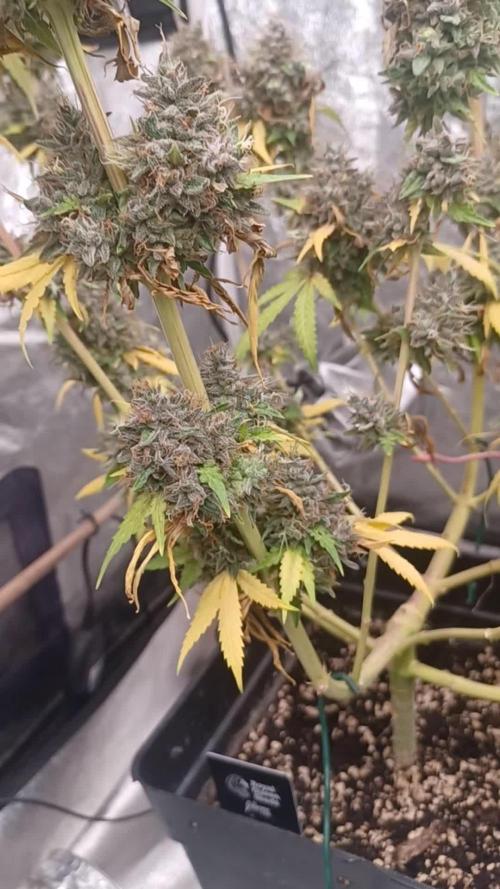 Forbidden Fruit  rQs