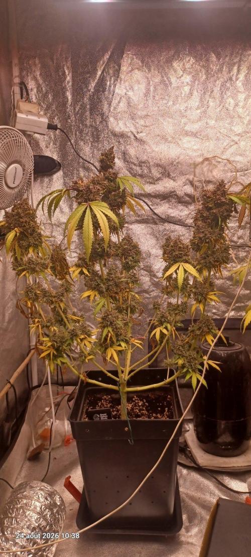 Forbidden Fruit  rQs. Week 16