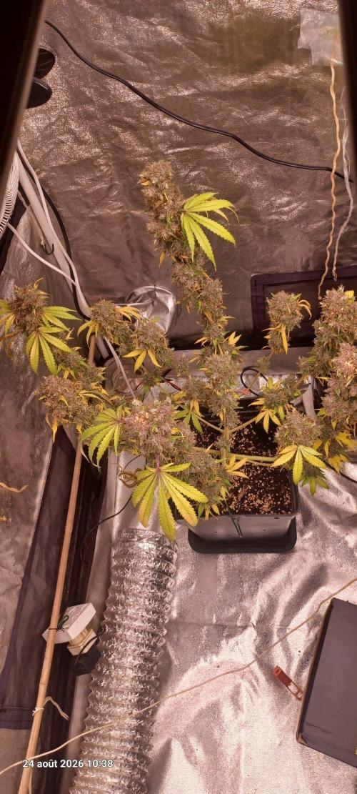 Forbidden Fruit  rQs. Week 16