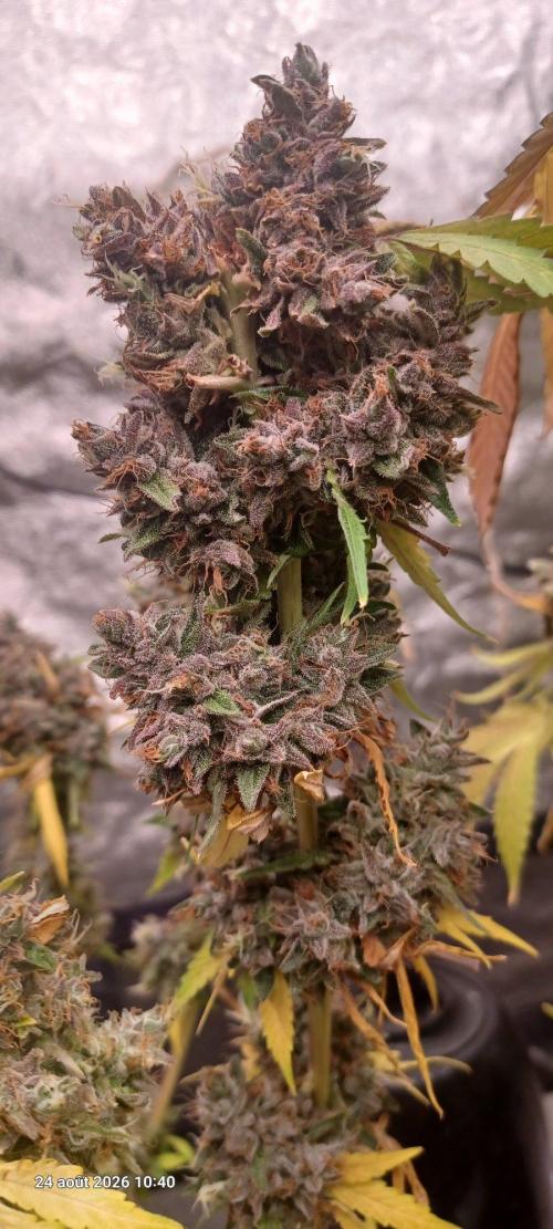 Forbidden Fruit  rQs. Week 16