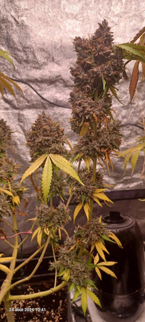 Forbidden Fruit  rQs. Week 16