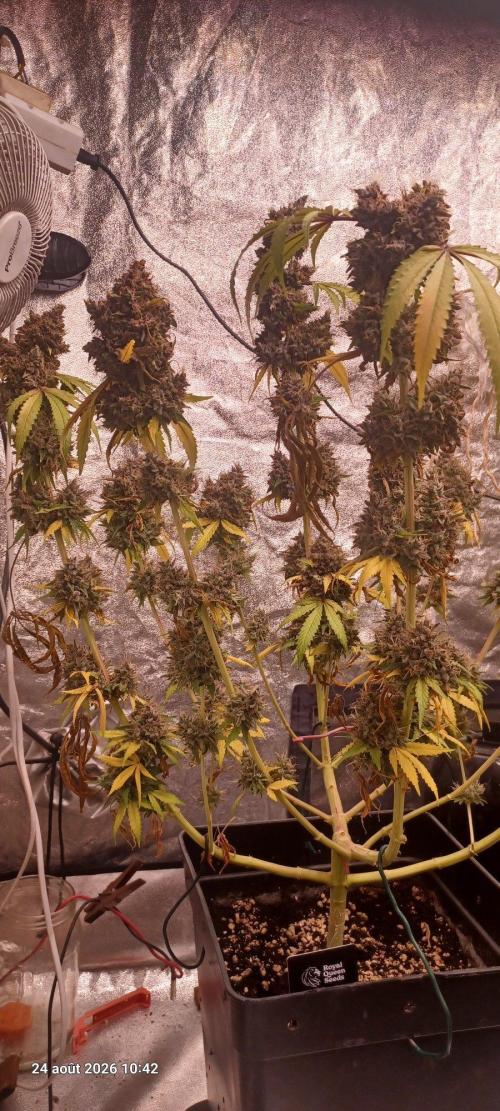 Forbidden Fruit  rQs. Week 16