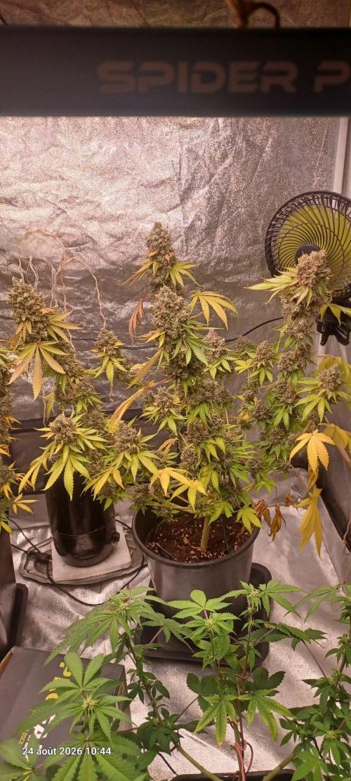 Forbidden Fruit  rQs. Week 16