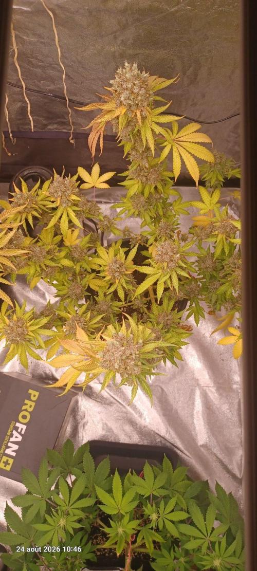 Forbidden Fruit  rQs. Week 16