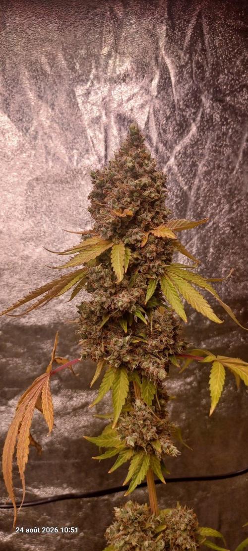 Forbidden Fruit  rQs. Week 16