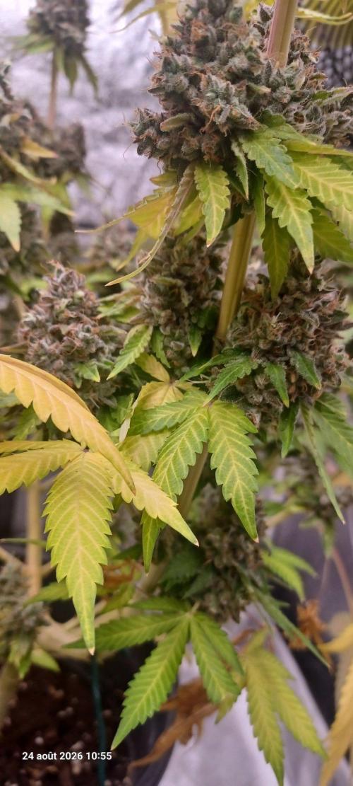 Forbidden Fruit  rQs. Week 16