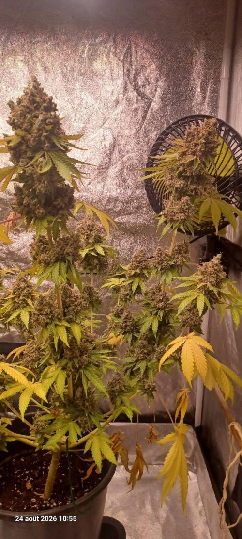 Forbidden Fruit  rQs. Week 16