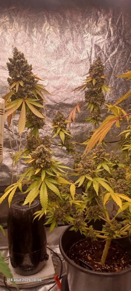 Forbidden Fruit. Week 16
