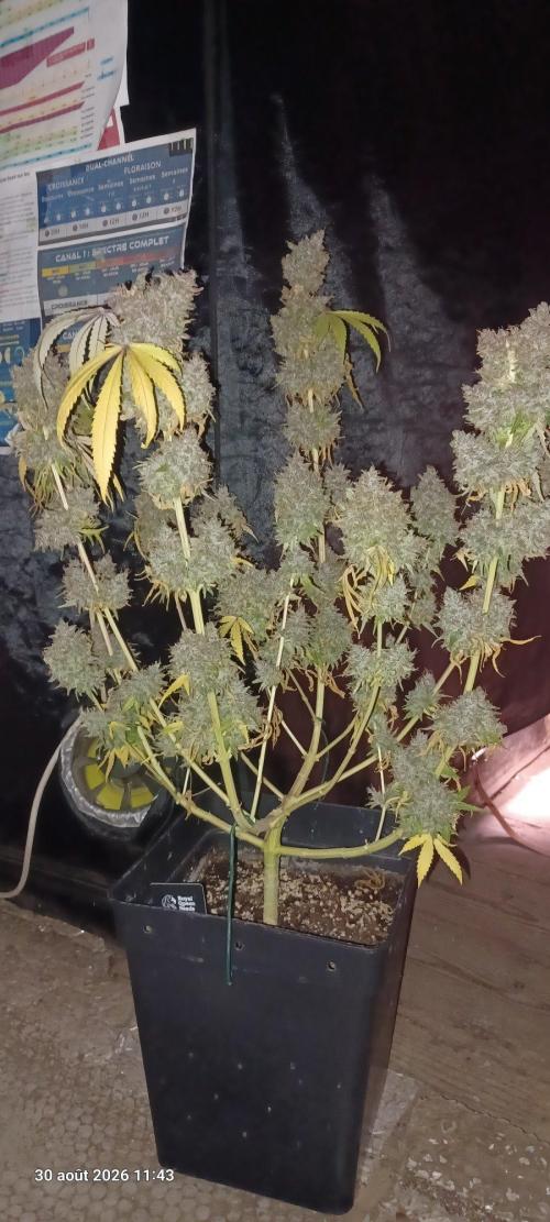 Forbidden Fruit  rQs. Week 17