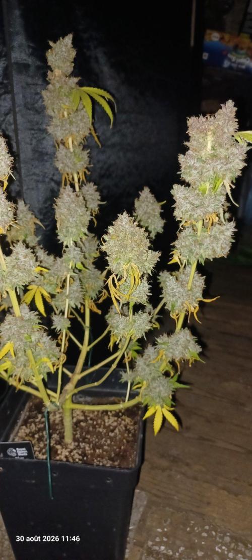 Forbidden Fruit  rQs. Week 17