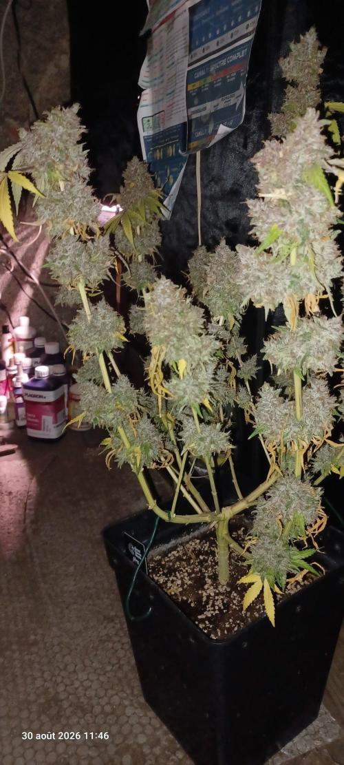 Forbidden Fruit  rQs. Week 17