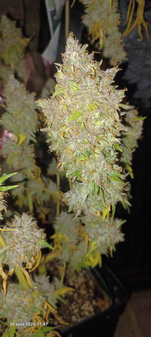 Forbidden Fruit  rQs. Week 17