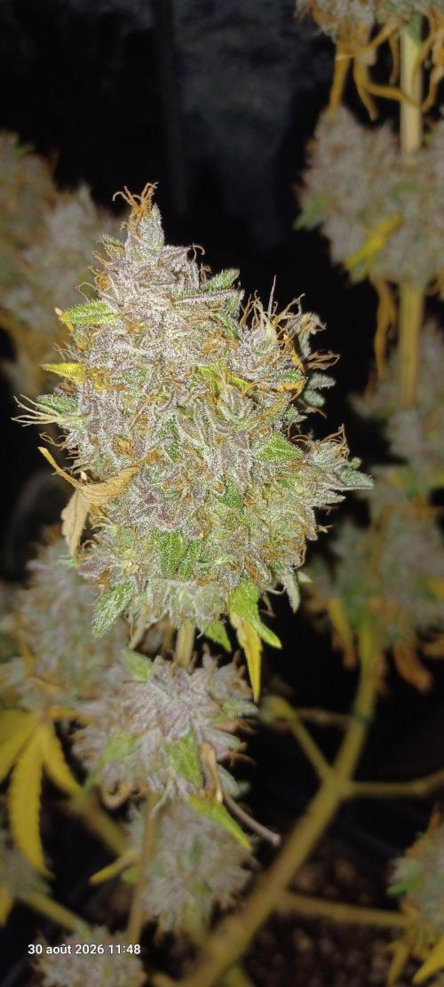 Forbidden Fruit  rQs. Week 17