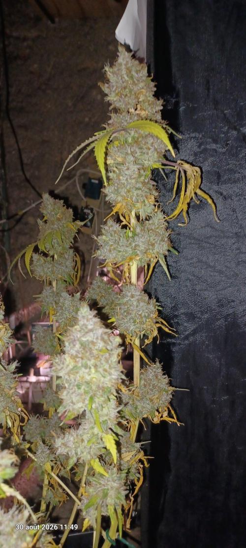 Forbidden Fruit  rQs. Week 17