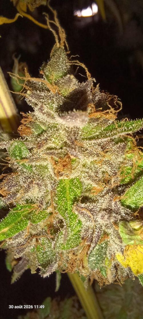 Forbidden Fruit  rQs. Week 17