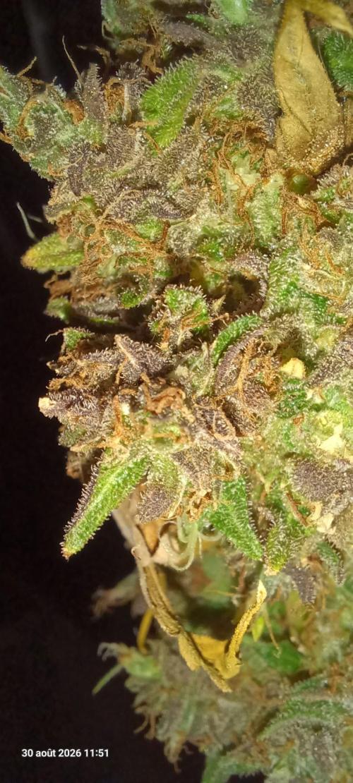 Forbidden Fruit  rQs. Week 17