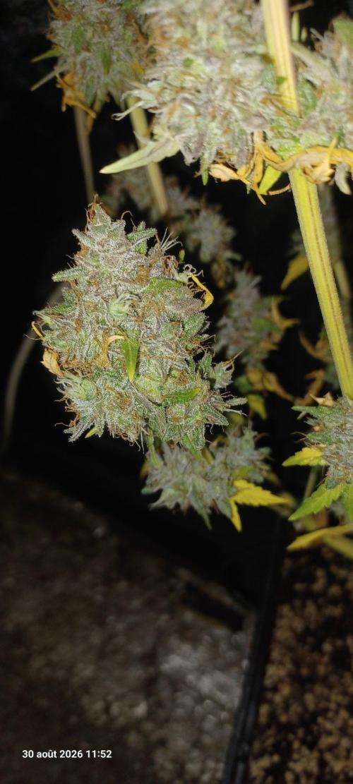 Forbidden Fruit  rQs. Week 17