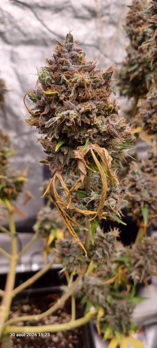 Forbidden Fruit  rQs. Week 17