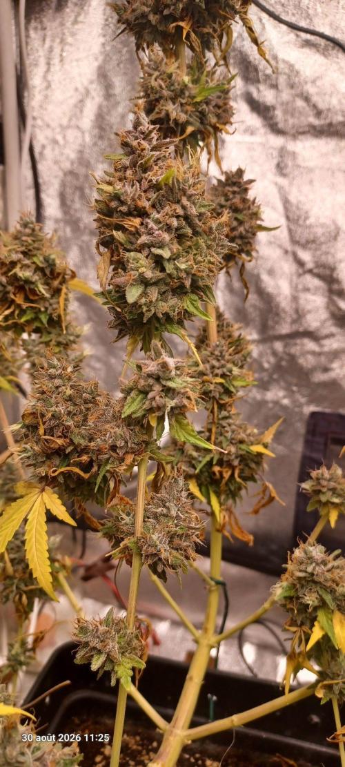 Forbidden Fruit  rQs. Week 17