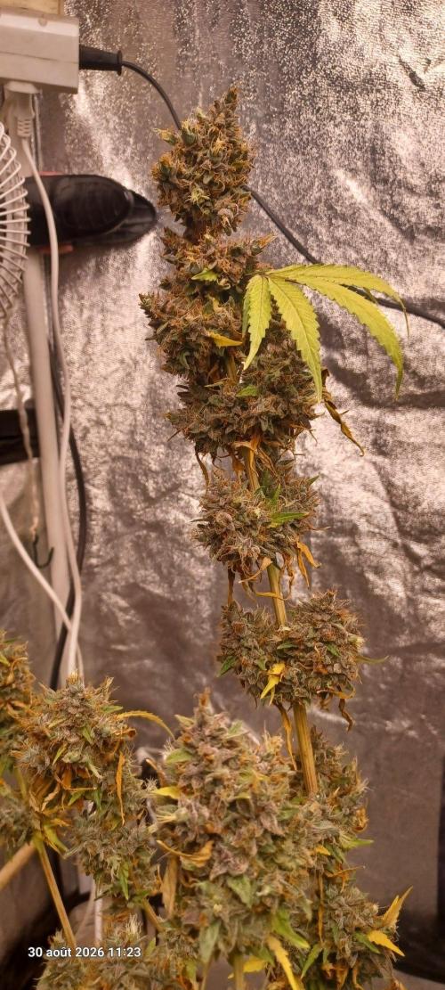 Forbidden Fruit  rQs. Week 17