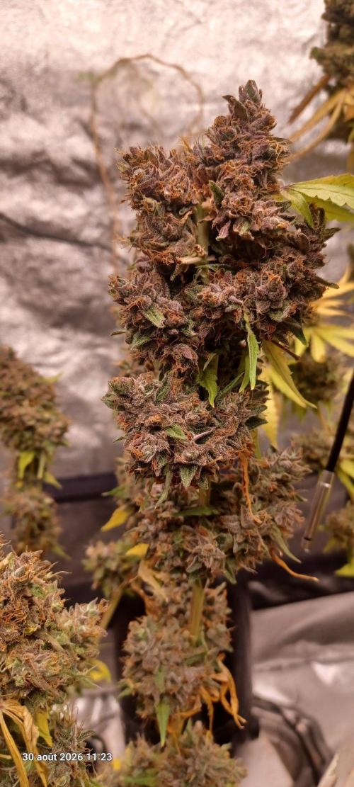 Forbidden Fruit  rQs. Week 17