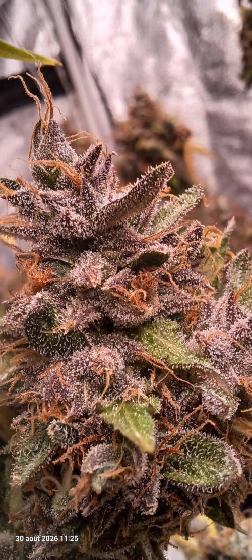 Forbidden Fruit  rQs. Week 17