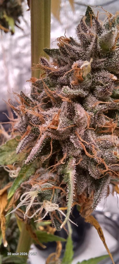 Forbidden Fruit  rQs. Week 17