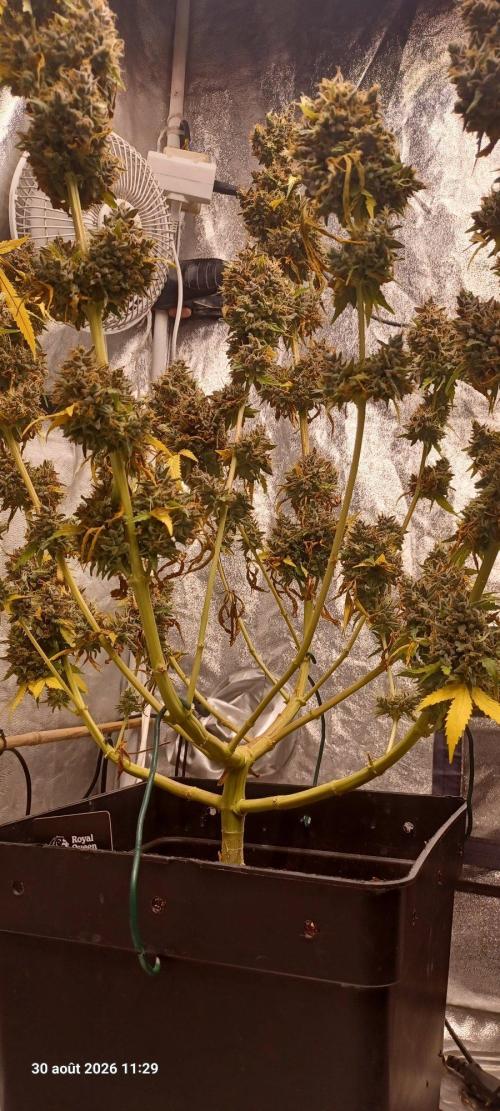 Forbidden Fruit  rQs. Week 17