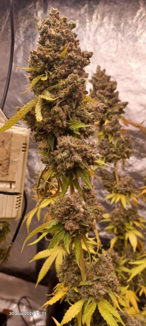 Forbidden Fruit  rQs. Week 17