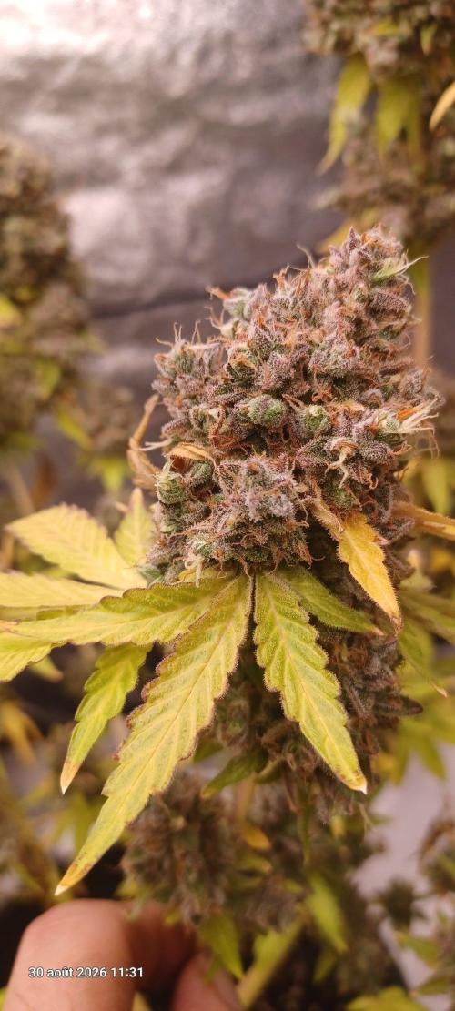 Forbidden Fruit  rQs. Week 17