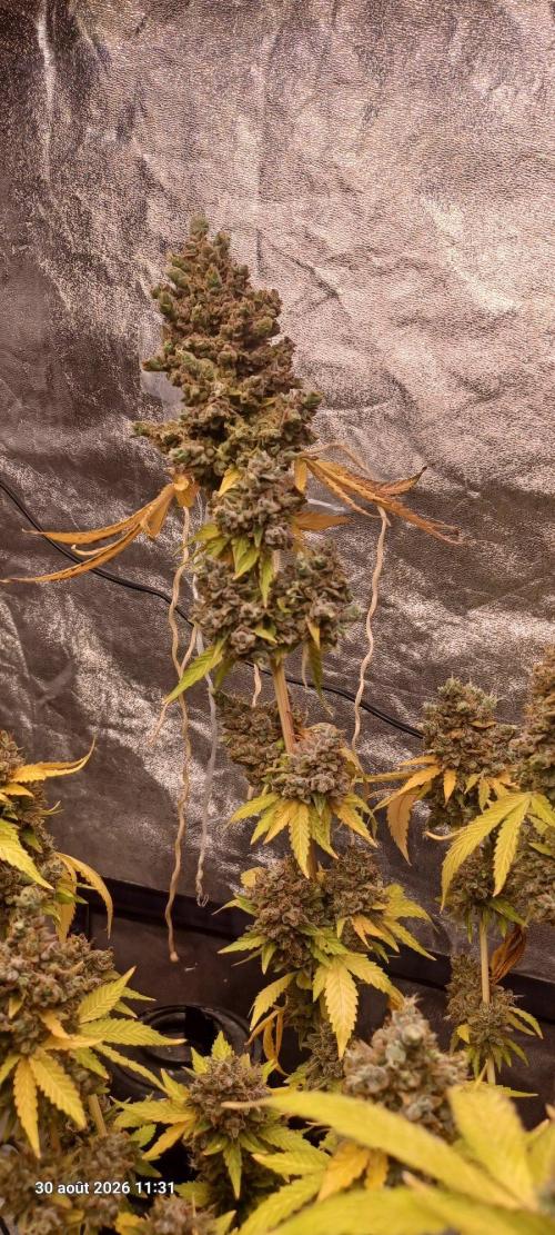 Forbidden Fruit  rQs. Week 17