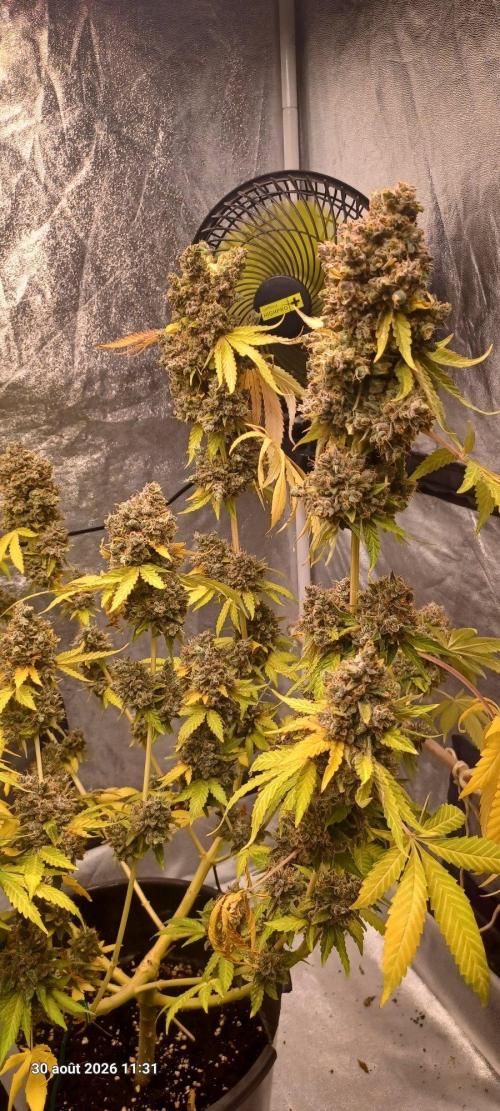Forbidden Fruit  rQs. Week 17