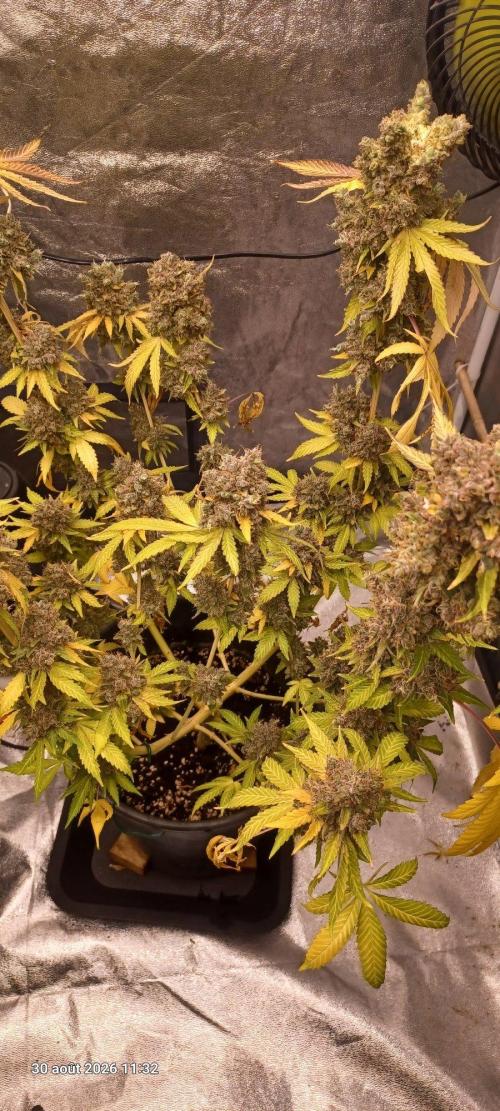 Forbidden Fruit  rQs. Week 17