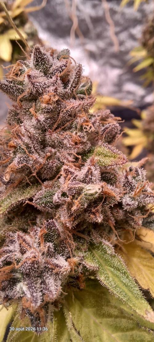 Forbidden Fruit  rQs. Week 17