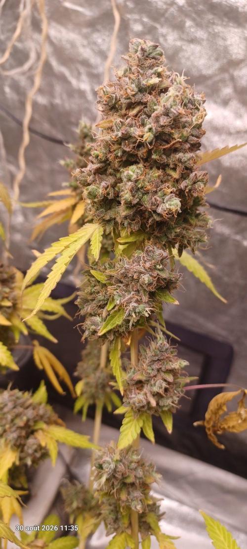 Forbidden Fruit  rQs. Week 17