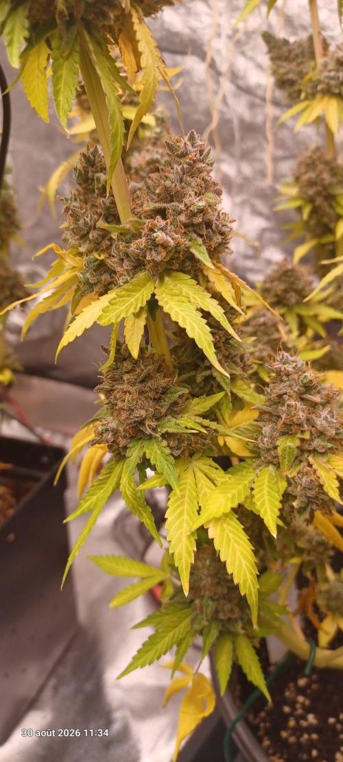 Forbidden Fruit  rQs. Week 17
