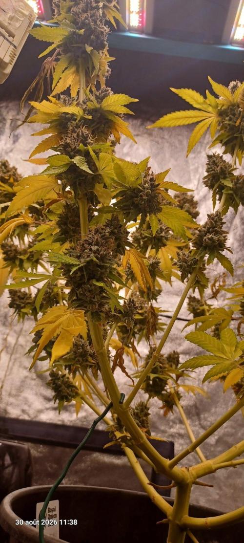 Forbidden Fruit  rQs. Week 17